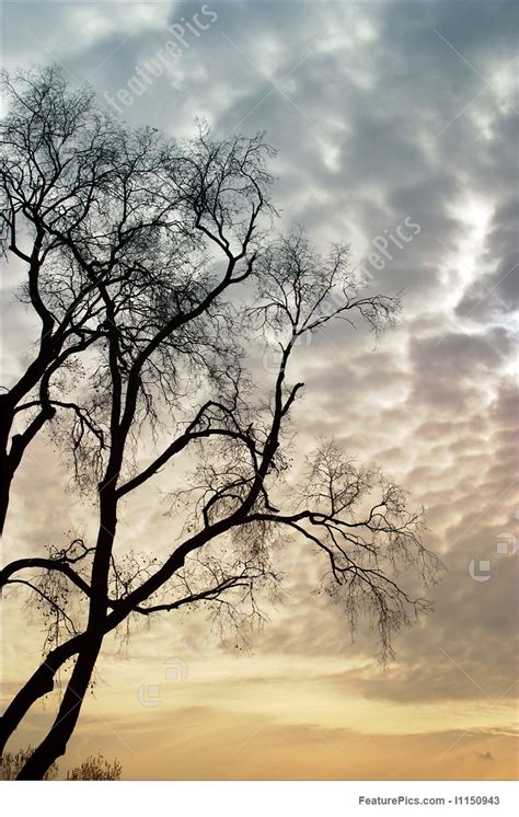Picture Of Sad Tree