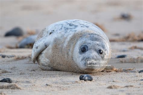 A Grey Seal Pup On The Beach At Horsey Gap In Norfolk Where Friends