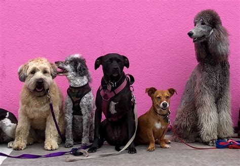 Ultimate Dog Grooming Professional Package - Four Paws Groom School