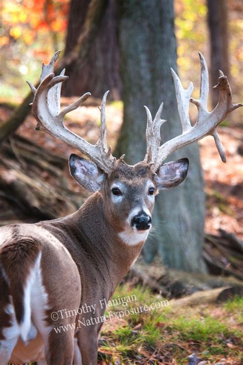 Whitetail Deer Drop Tine Buck Whi 0026 Bucks