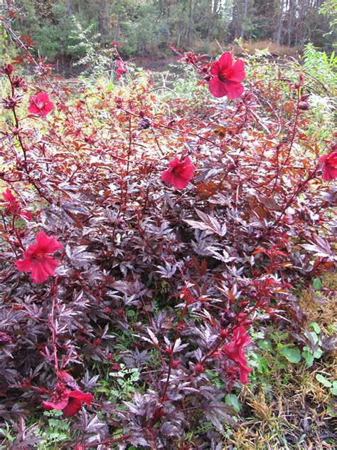 The word acetosella is of latin origin and is derived from an old name for sorrel (oxalis) which comes from the sour taste experienced when eating the young leaves of the plant. 4 Cranberry Tea Plants Hibiscus Acetosella - Kens-Nursery
