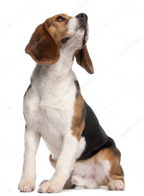 Beagle 1 Year Old Sitting And Looking Up In Front Of White Background