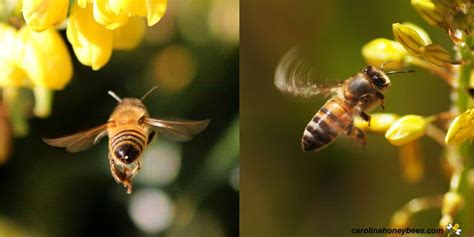 How Do Bees Fly A Simple Guide Carolina Honeybees