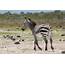 Zebra Poo Science Improves Conservation Efforts