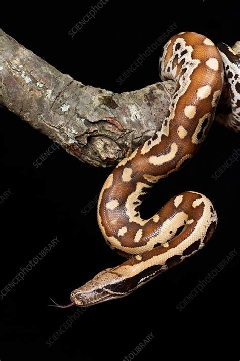 Blood Python Python Brongersmai On Branch Stock Image C0339568