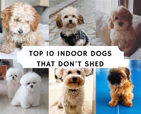 Top 9 Indoor Dogs That Dont Shed Cute Small Dogs Indoor Dog Toy