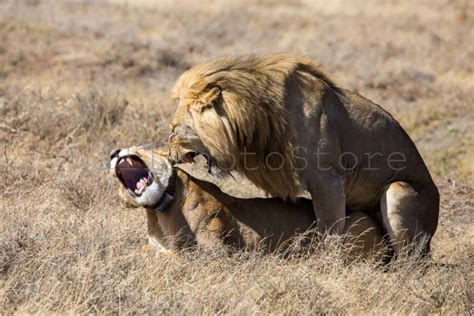 Animal Photography Lions Having Sex Tanzania African Etsy