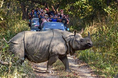 Jungle Safari In Chitwan National Park Cost Itinerary Details Time