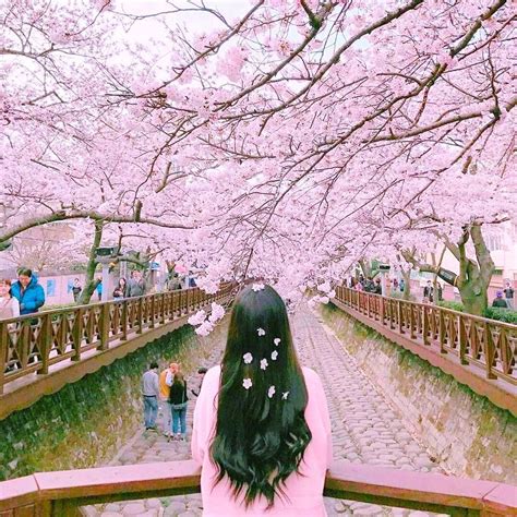Korean Cherry Blossoms Wallpapers Wallpaper Cave