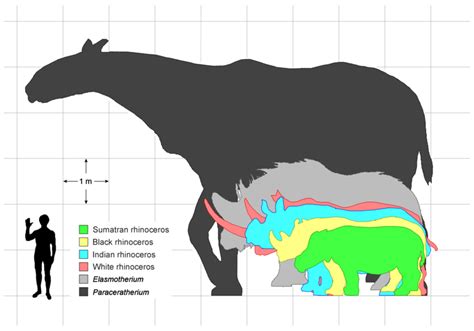 History Of The Earth December 12 Cenozoic Mammals Again