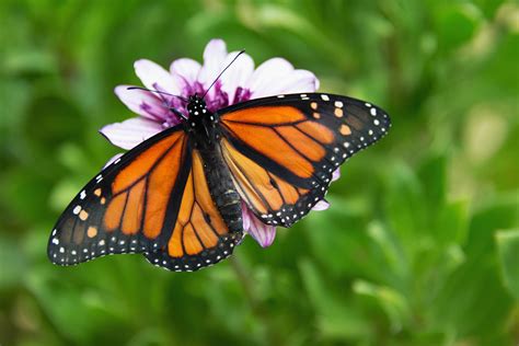 Definición De Mariposa Monarca