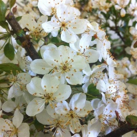 Crabapples are popular trees closely related to apples, but with smaller edible fruit. Malus sargentii 'Tina' from NVK Nurseries