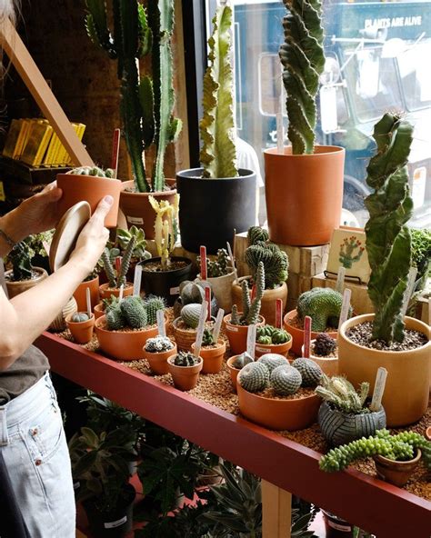 Tula Opens A Plant Oasis Dedicated To Cacti And Succulents In New