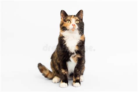 Calico Cat Stock Image Image Of Felines Cats Female 92008357