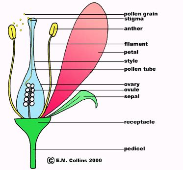 Male part of the flower, consisting of the anther and filament, makes pollen grains. Shatter: A Vineyard Crisis | Parts of a flower, Biology ...