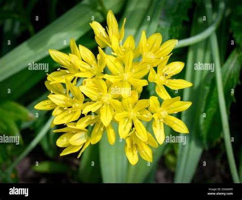 Flowering Yellow Allium Also Known As Allium Moly Yellow Garlic