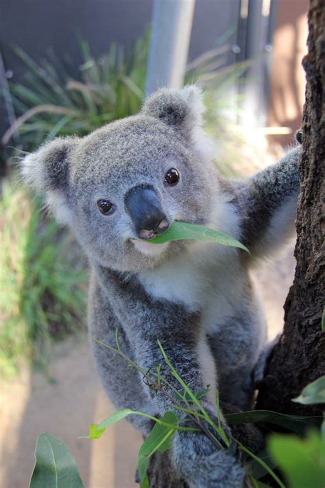 Kissing Koalas At Taronga Zoo Zooborns