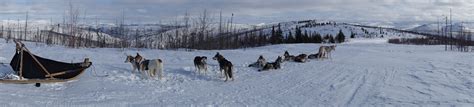 Alaska Dog Sledding Adventure With Arctic Wild In The Alaska Range