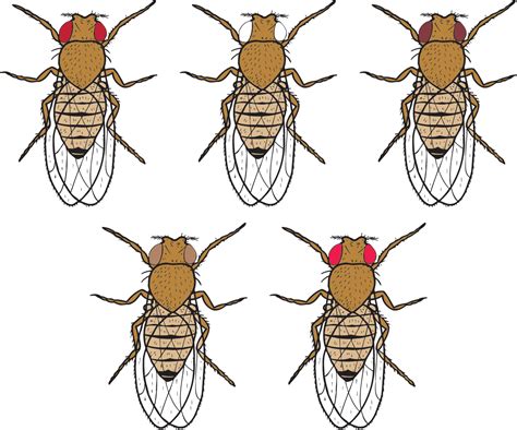 The Genetics Of Drosophila Eye Color—inquiry Lab Kit For Ap® Biology