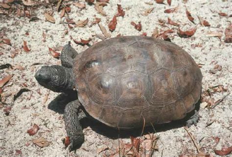 Turtles Tortoises And Terrapins Of Louisiana Hubpages