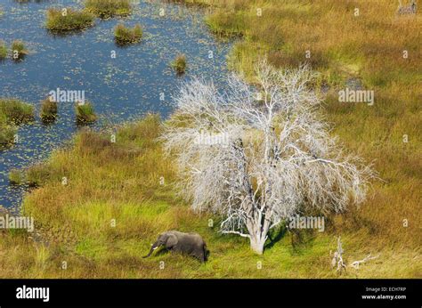 Botswana elephant aerial dead hi-res stock photography and images - Alamy