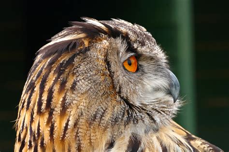 European Eagle Owl Side Profile Birds Wildlife Photography By