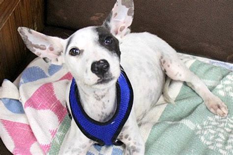 Box 221982 chantilly, va 20151 phone: Pet of the Week: Marvelous Merrick | Reston Now