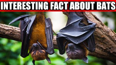 Interesting Facts Video About Bats Youtube