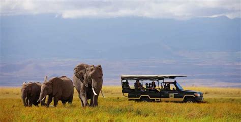 Nairobi 8 Dniowe Najlepsze Safari W Kenii Getyourguide
