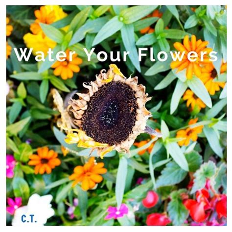 Stream Water Your Flowers Chris Toro By All Year Summer Listen