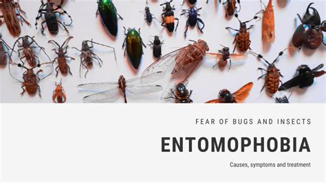 Fear Of Bugs And Insects Phobia Entomophobia Or Acarophobia Fearof