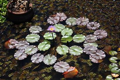 Lily Pad Pond Water Flower Purple Nature