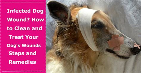 Infected Dog Wound How To Clean And Treat Your Dogs Wounds Steps And