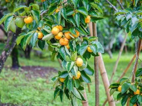 Maybe you would like to learn more about one of these? 7 Tanaman Hias yang Membawa Keberuntungan