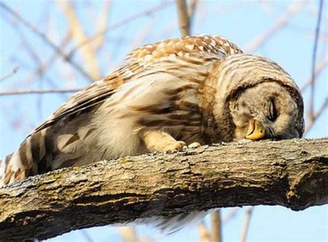 Sleeping Baby Barn Owl Cierra Meier