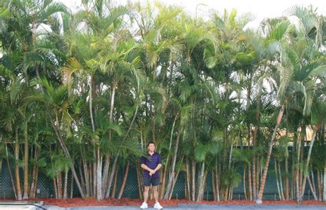 Privacy Palm Areca Palms Palm Trees For Sale Online Palm Trees