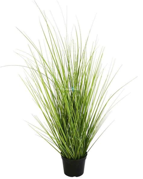 It requires regular watering, weekly, or more often during hotter temperatures. Wild Grass Plant 70cm | Lifelike & HIgh Quality Faux Plants