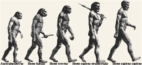 Ser Humano Dos Australopithecus Ao Homo Sapiens Hist Ria Col Gio Web