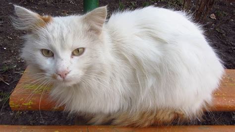 White Cat Meows Very Cute On The Bench Youtube