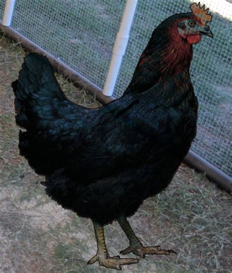 Murray Mcmurray Hatchery Black Star Started Pullets