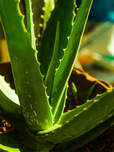 Green Aloe Vera Closeup Free Stock Photo - Public Domain Pictures