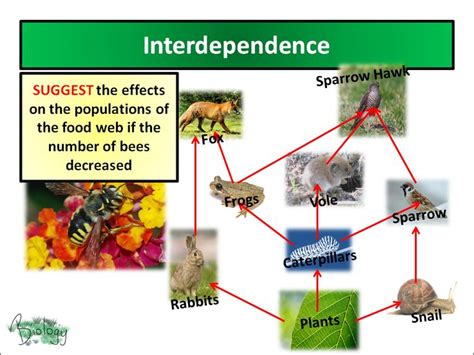 Aqa Activate 91 Interdependence Teaching Resources