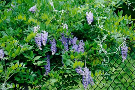 How To Plant A Living Fence Using A Fast Growing Plant To Cover Fence