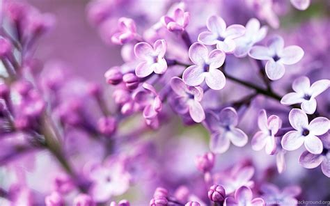High Resolution Beautiful Nature Spring Flower Wallpapers