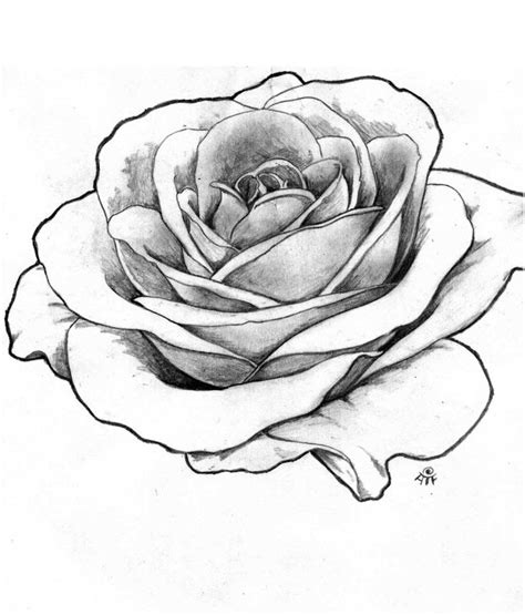 Pin By Yasmin Assur On Arts Rose Outline Drawing Roses Drawing