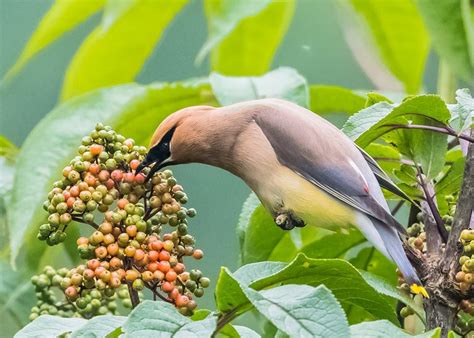 Top 10 Trees And Shrubs With Berries For Birds Birds And Blooms