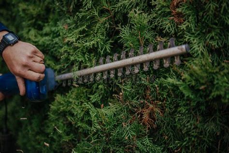 Hedge Trimming Job Caucasian Gardener With Gasoline Hedge Trimmer