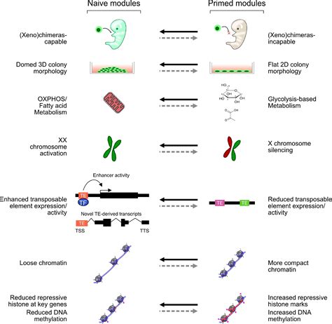 Frontiers Chromatin And Epigenetic Rearrangements In Embryonic Stem