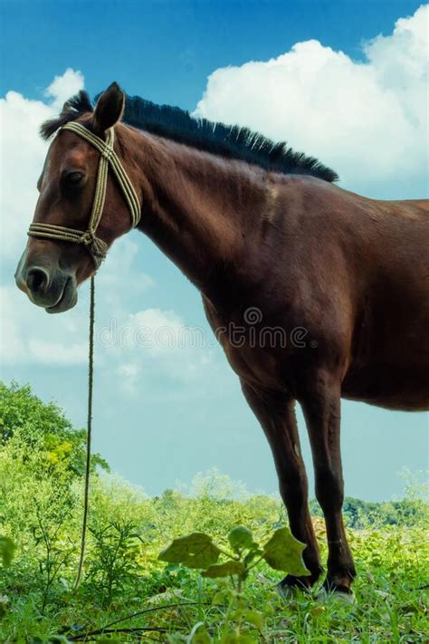 A Beautiful Dark Red Or Brown Horse Eats Grass On Green Grass Stock