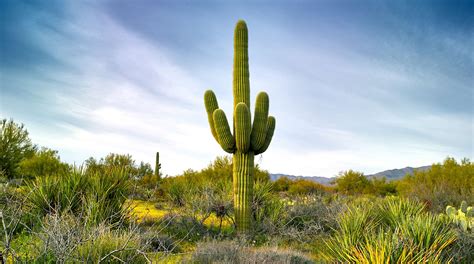 A Field Guide To Arizona Cacti Vbt Active Travel Blog Vbt Bicycling